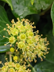 Hedera helix