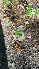 Lysimachia quadrifolia