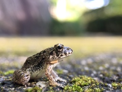 Fejervarya kawamurai