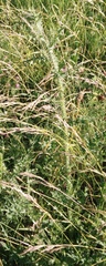 Carduus crispus