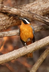 Cossypha heuglini heuglini