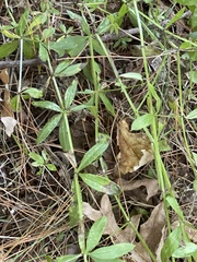 Galium triflorum