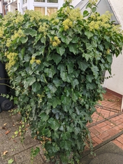 Hedera helix
