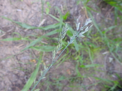 Eragrostis secundiflora