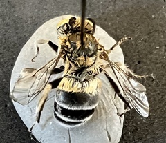 Apinae