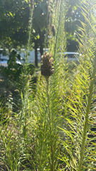 Liatris pycnostachya