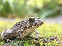 Fejervarya kawamurai