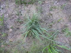 Eragrostis secundiflora