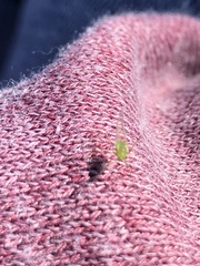 Macrosiphum euphorbiae