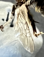 Apinae