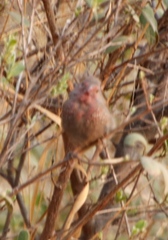 Lagonosticta nitidula