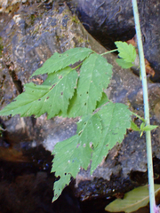 Rubus leucodermis