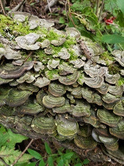 Trametes versicolor
