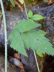Rubus leucodermis