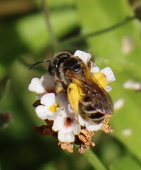 Halictus