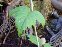 Rubus leucodermis