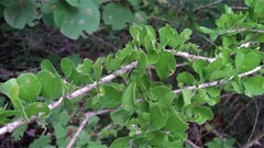 Randia obcordata