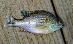Lepomis megalotis