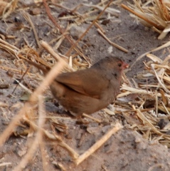 Lagonosticta nitidula