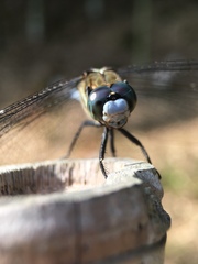 Orthetrum albistylum