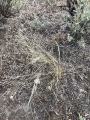 Poa palustris