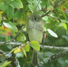 Empidonax
