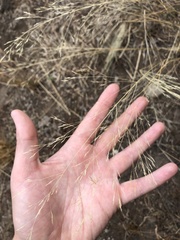 Poa palustris