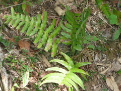 Blechnum
