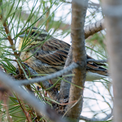 Emberiza cirlus