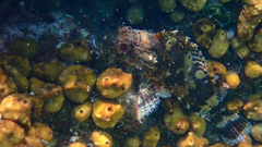 Scorpaena maderensis