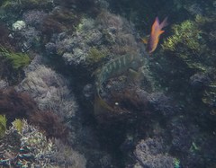 Halichoeres semicinctus