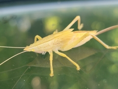 Pyrgocorypha uncinata