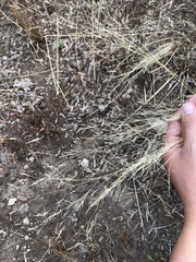 Poa palustris