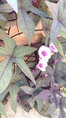 Ipomoea batatas