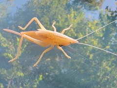 Pyrgocorypha uncinata