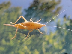 Pyrgocorypha uncinata