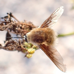 Bombyliini
