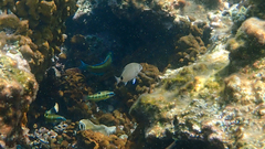 Diplodus sargus