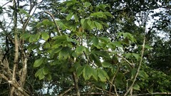 Cochlospermum vitifolium