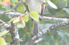 Empidonax