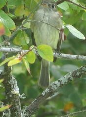 Empidonax