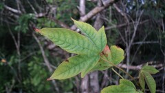 Cochlospermum vitifolium