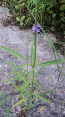 Stachytarpheta