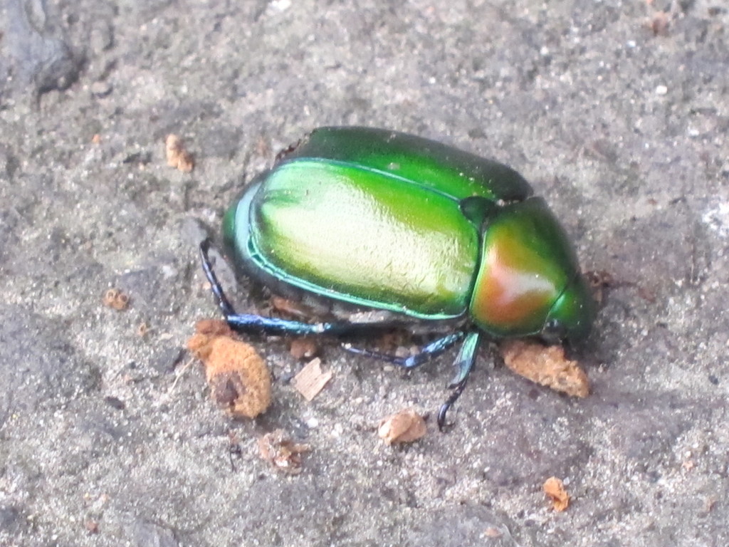 大绿金龟 (西双版纳的甲虫) · iNaturalist