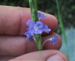 Stachytarpheta