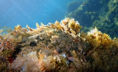 Scorpaena porcus