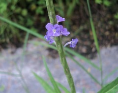 Stachytarpheta