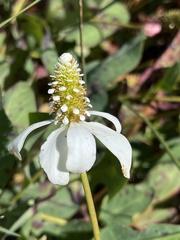 Anemopsis californica