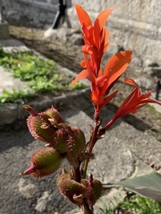 Hesperantha coccinea