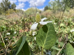 Anemopsis californica